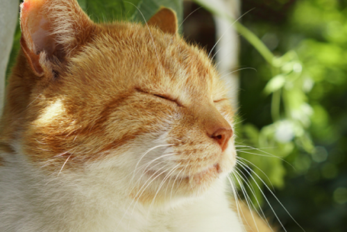 「ねこ」×「年賀状」！？挨拶状ドットコムの「ねこ」にまつわる取り組みをご紹介！