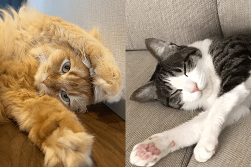 特別企画！挨拶状ドットコム「猫部」 うちのにゃんこ自慢 ♪