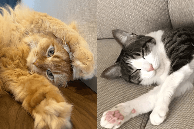 特別企画！挨拶状ドットコム「猫部」 うちのにゃんこ自慢 ♪