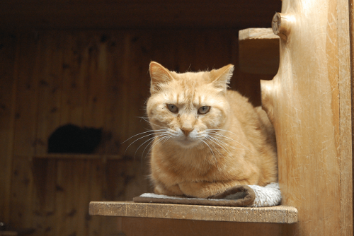 猫企画がつなぐご縁。挨拶状ドットコムが応援する日本アニマルトラストの活動 