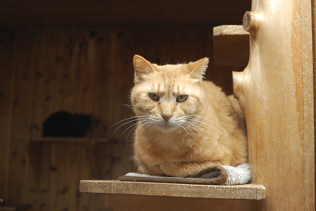 猫企画がつなぐご縁。挨拶状ドットコムが応援する日本アニマルトラストの活動 